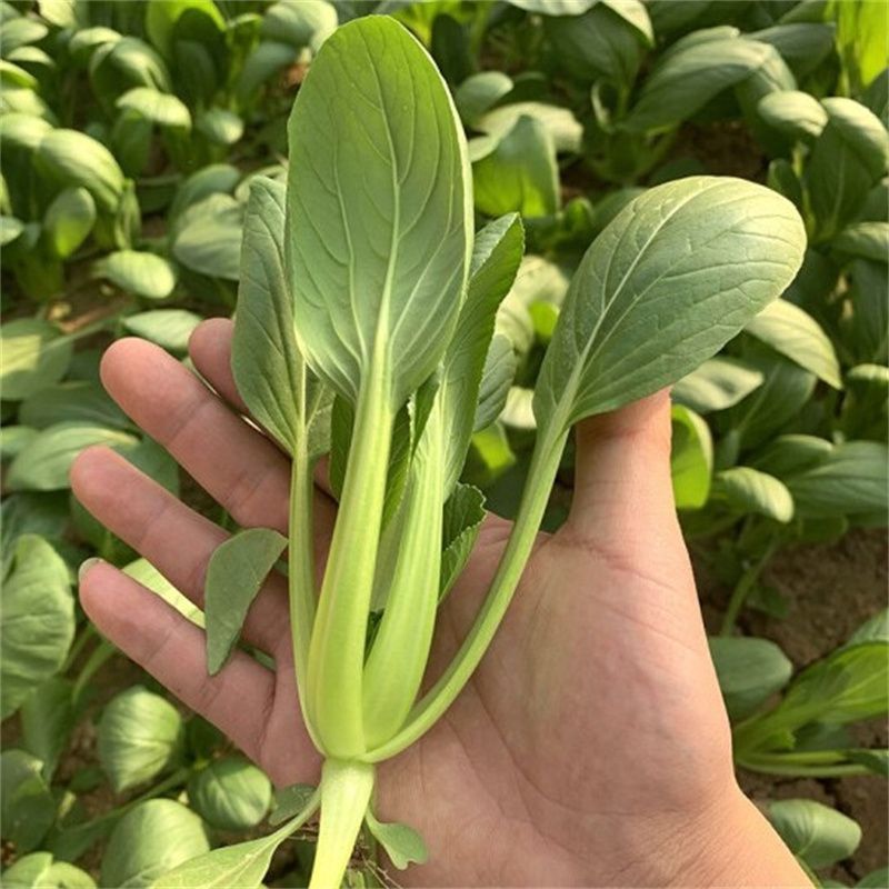 小美鸡毛菜种子上海青梗鸡毛菜种籽速生小油菜四季阳台小青菜