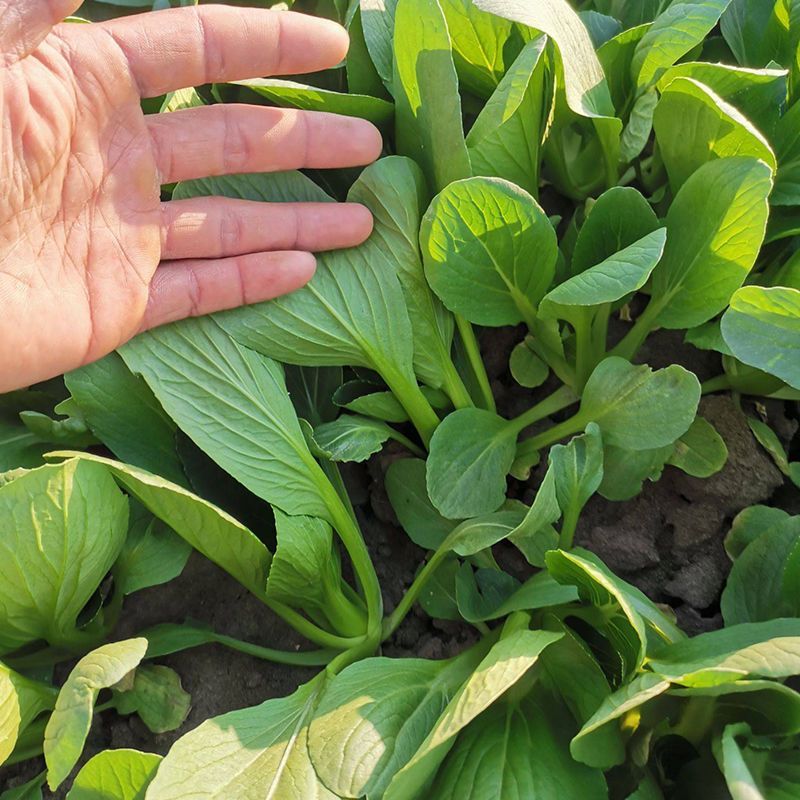 小美鸡毛菜种子上海青梗鸡毛菜种籽速生小油菜四季阳台小青菜