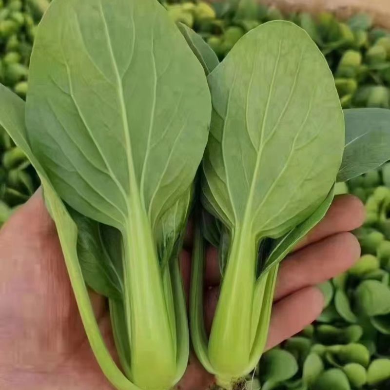 小美鸡毛菜种子上海青梗鸡毛菜种籽速生小油菜四季阳台小青菜