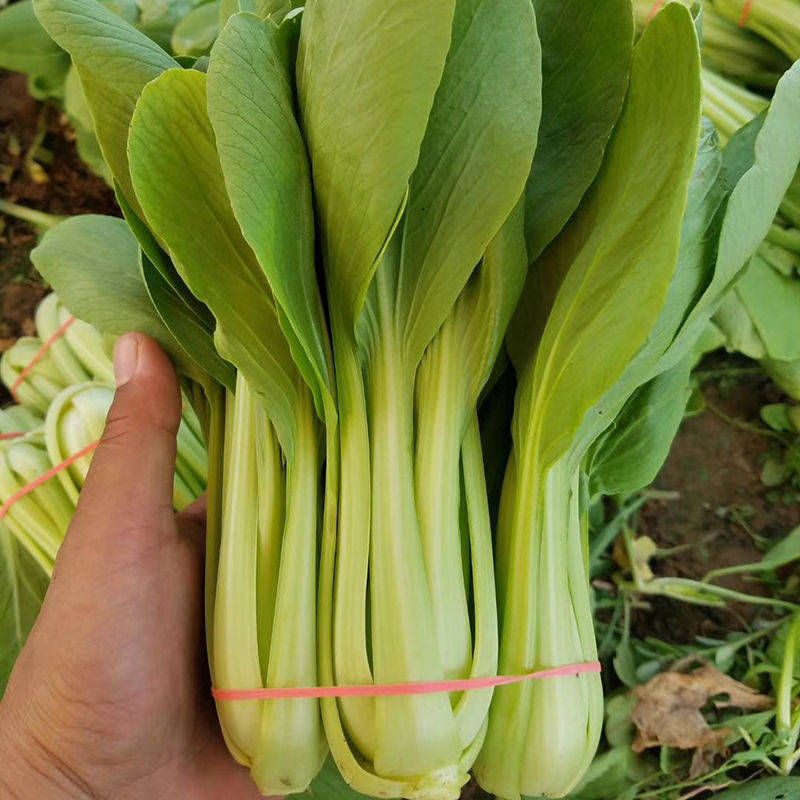 小美鸡毛菜种子上海青梗鸡毛菜种籽速生小油菜四季阳台小青菜