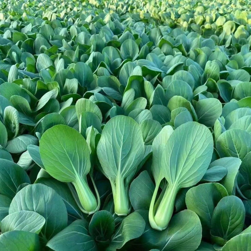 小美鸡毛菜种子上海青梗鸡毛菜种籽速生小油菜四季阳台小青菜