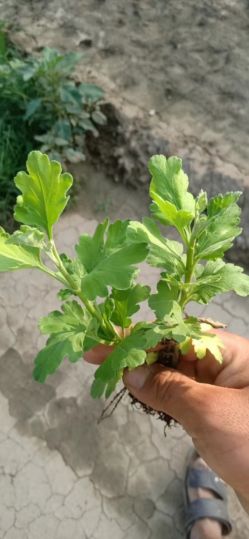馒头金丝皇菊老根苗扦插苗包技术包回收诚信经营