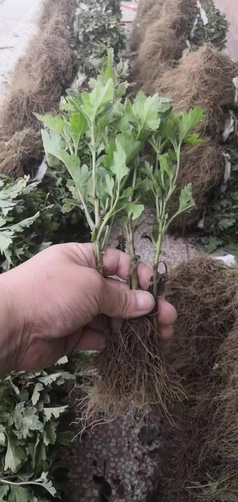 馒头金丝皇菊老根苗扦插苗包技术包回收诚信经营