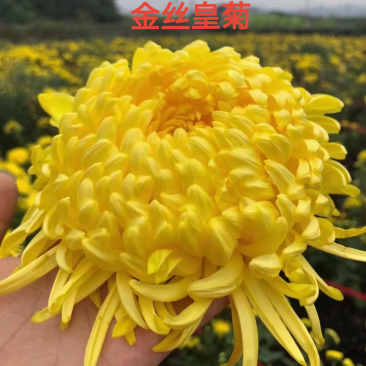 馒头金丝皇菊老根苗扦插苗包技术包回收诚信经营