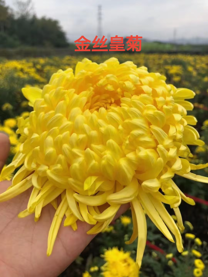馒头金丝皇菊老根苗扦插苗包技术包回收诚信经营