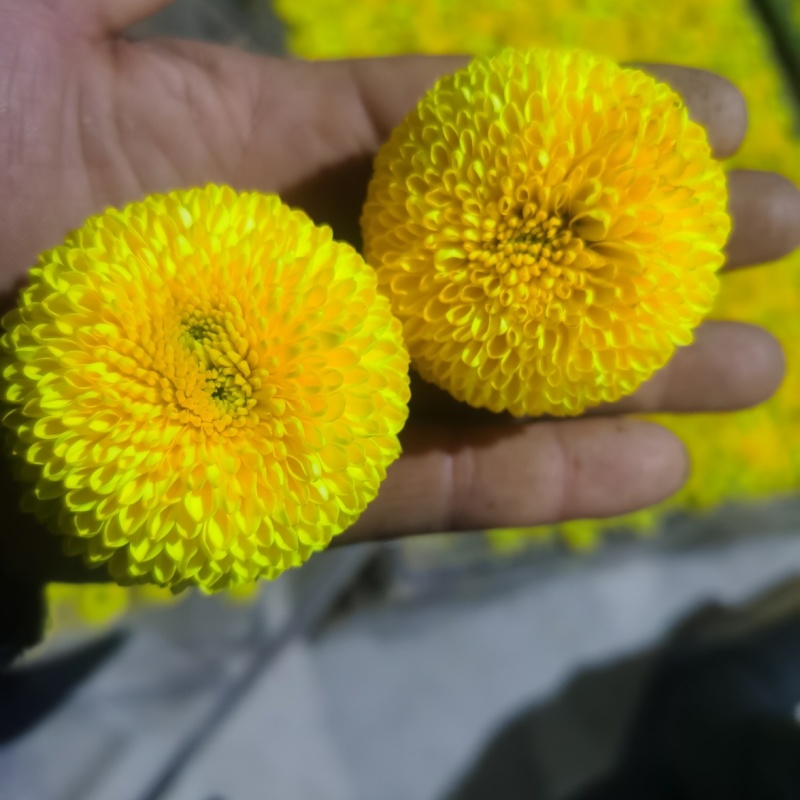 馒头金丝皇菊老根苗扦插苗包技术包回收诚信经营