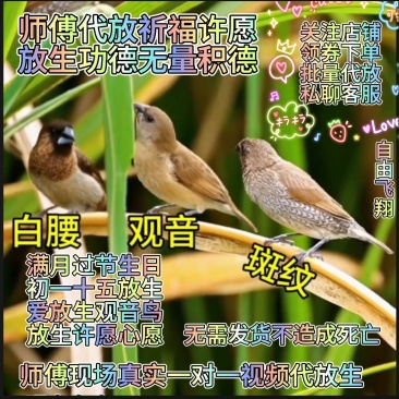 买鸟真鸟活鸟十姐妹保姆鸟观音鸟小鸟幼崽鸟类活物亲人散养包