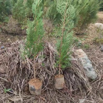 侧柏苗侧柏小苗侧柏容器苗扁柏绿篱规格齐全