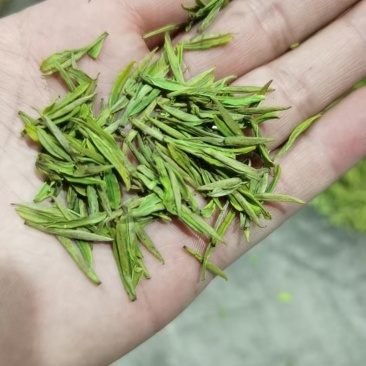 安吉白茶