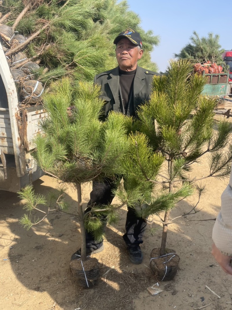 油松杯苗80公分-1.8米大杯苗小杯地栽苗