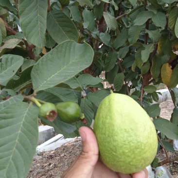 红心番石榴
