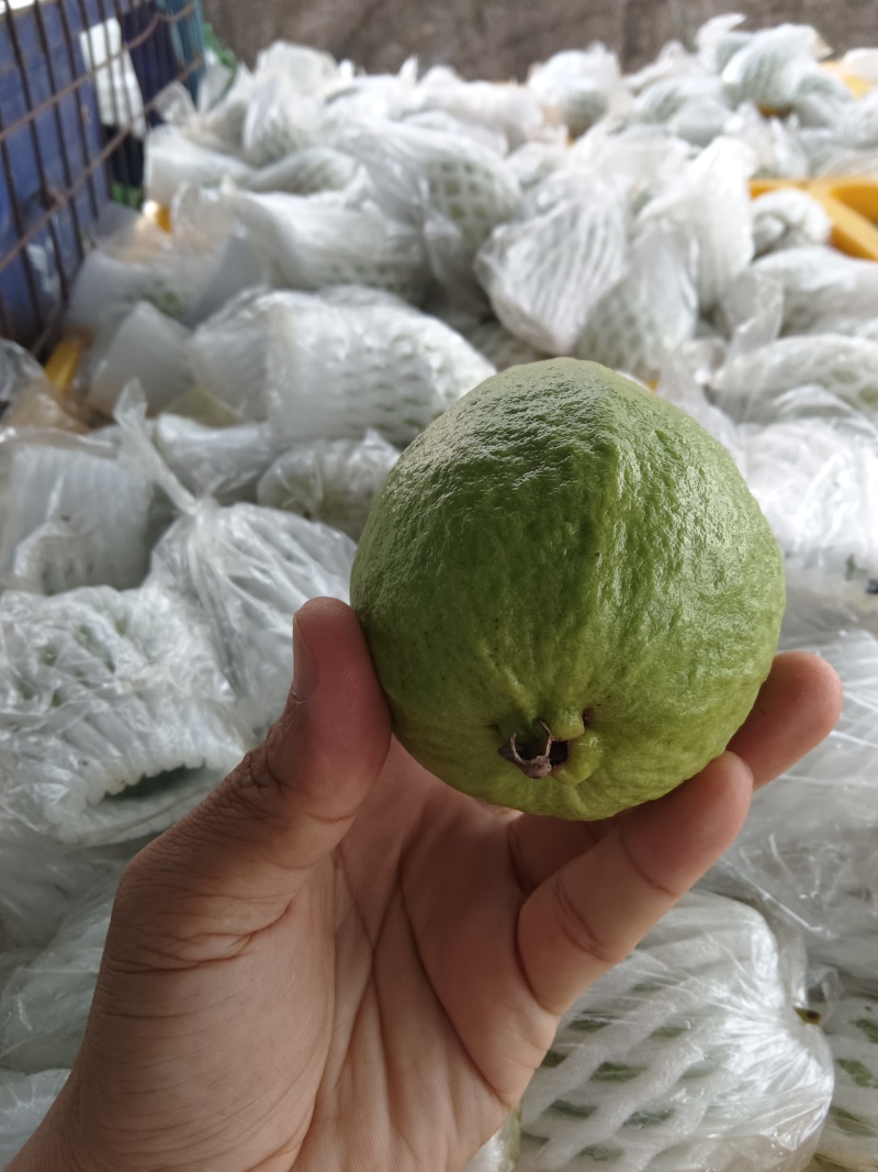红心番石榴
