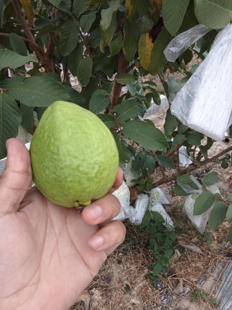 红心番石榴