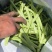 精品四季豆大量上市白不老油豆