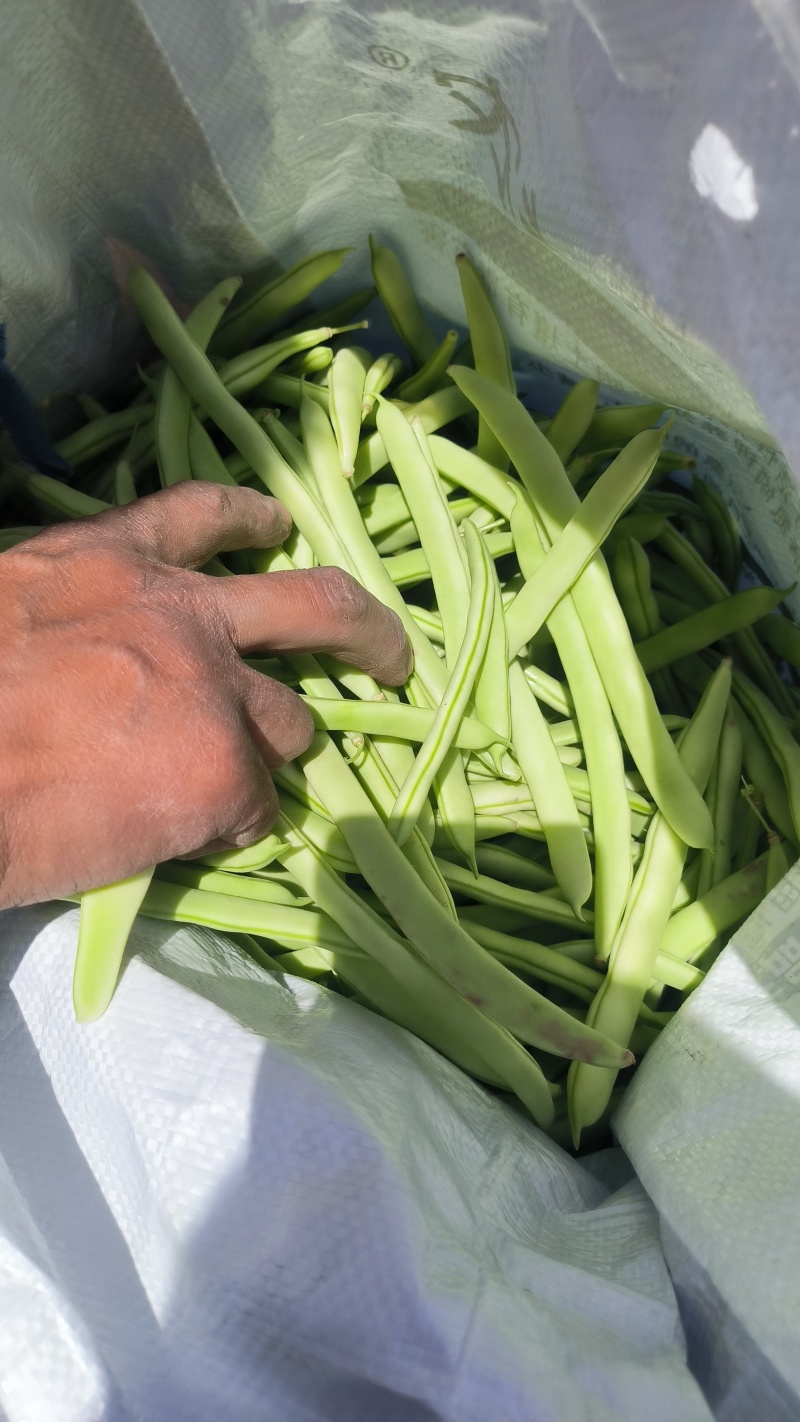 精品四季豆大量上市白不老油豆