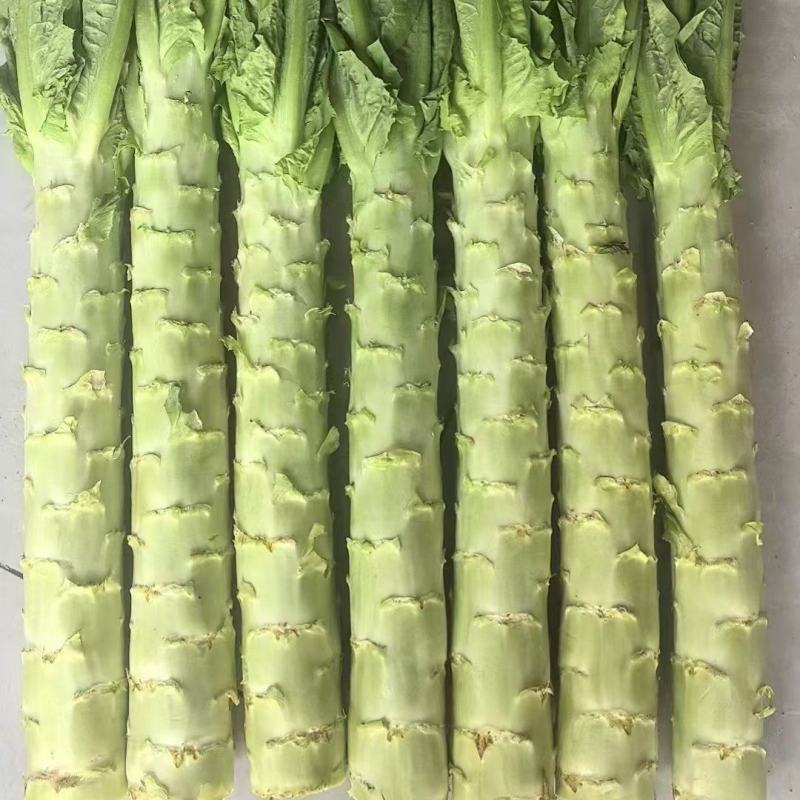 精品大棚青皮莴笋大量上市精品大棚青皮莴笋大量上市