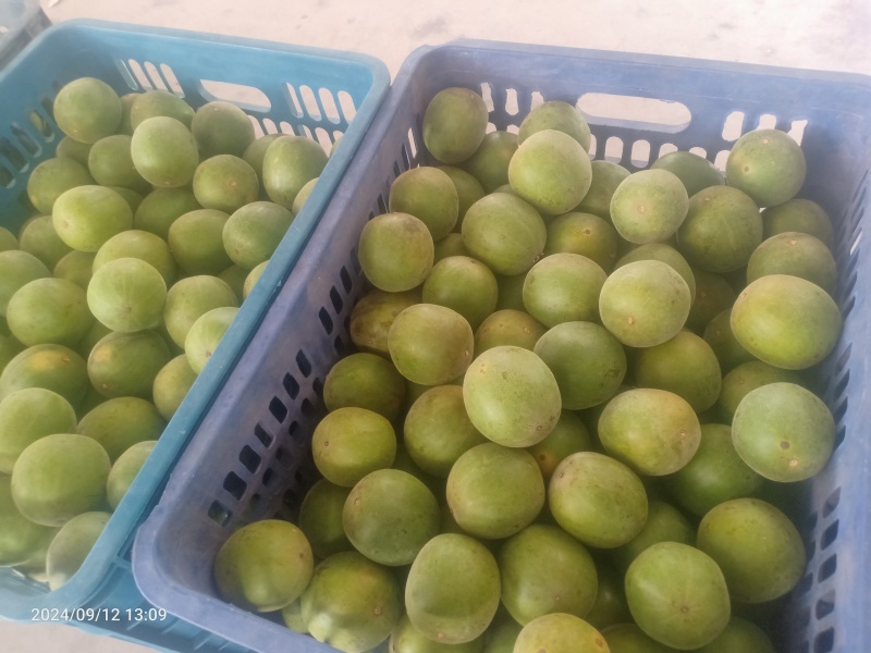 绿色食品罗汉果鲜果