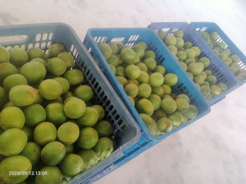绿色食品罗汉果鲜果
