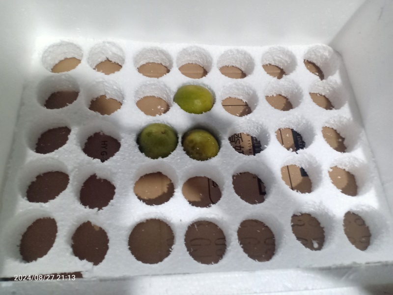 绿色食品罗汉果鲜果