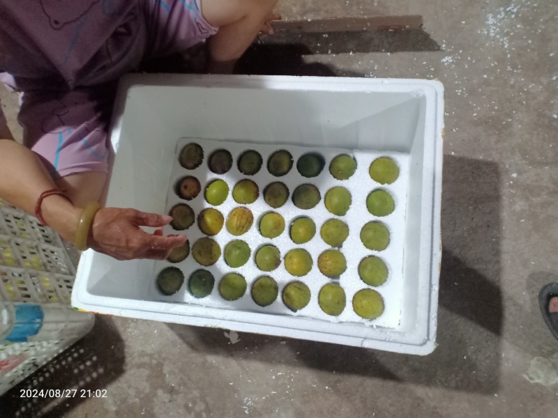 绿色食品罗汉果鲜果