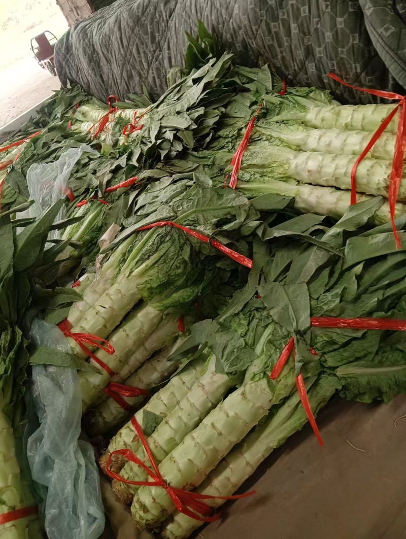 精品大棚青皮莴笋大量上市精品大棚青皮莴笋大量上市