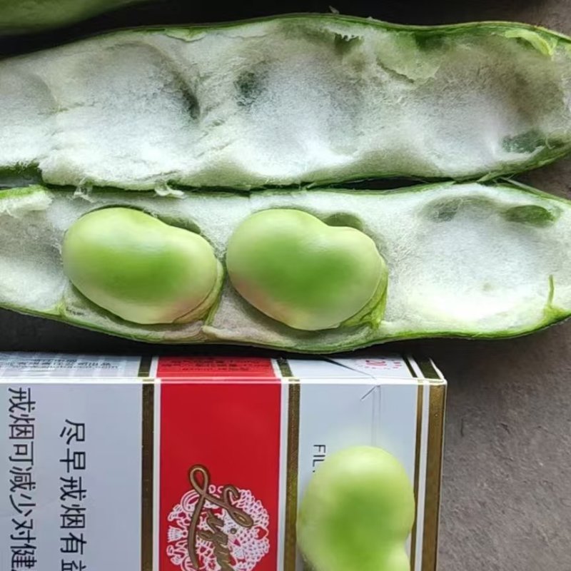 大蚕豆产地直销颗粒饱满颜色鲜亮诚信交易