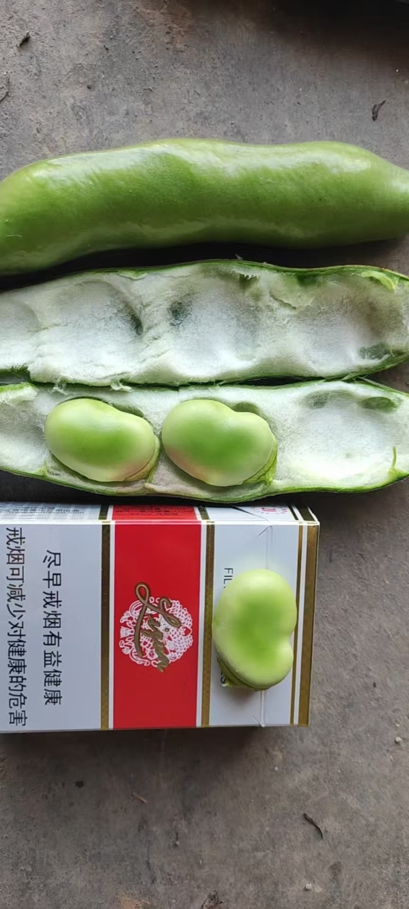 大蚕豆产地直销颗粒饱满颜色鲜亮诚信交易