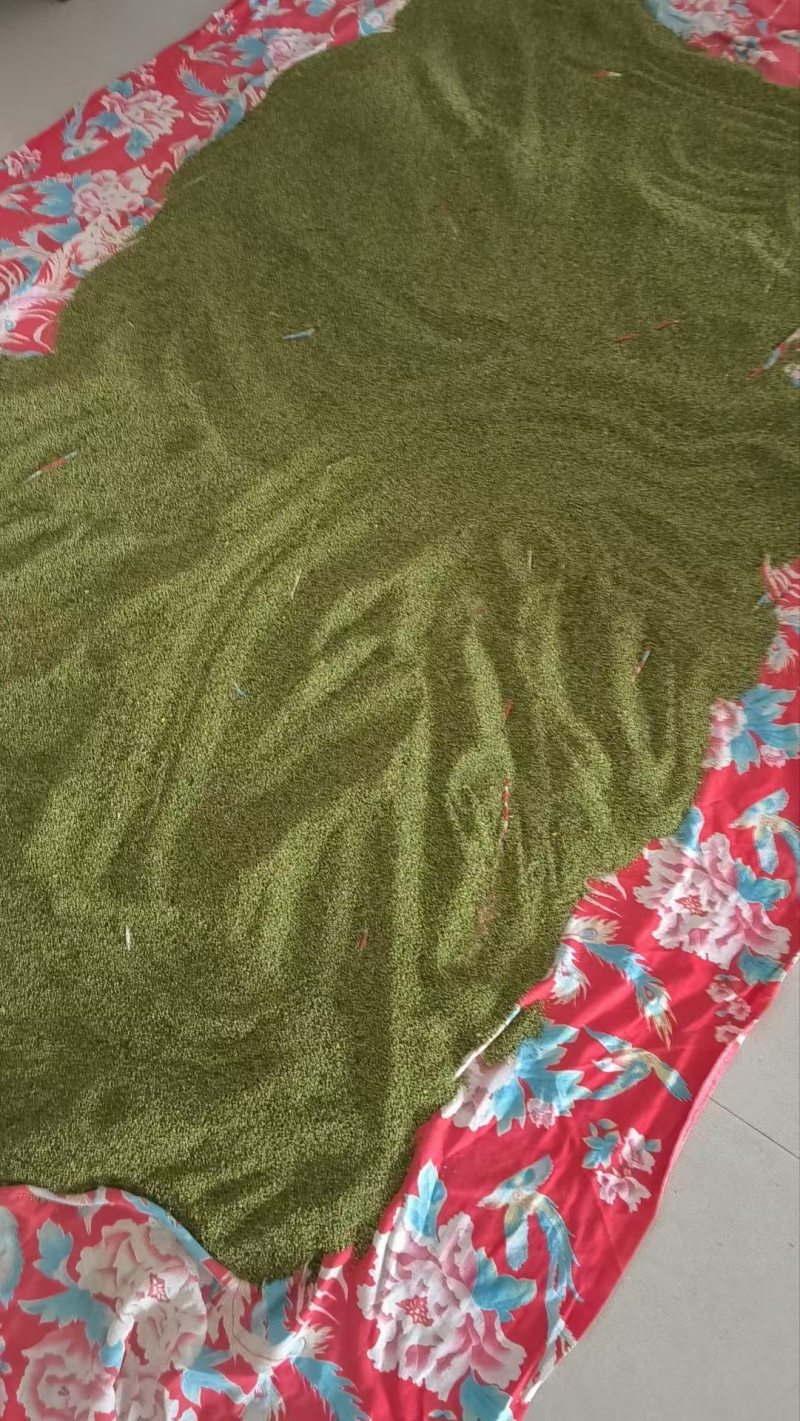 猫爪草种子