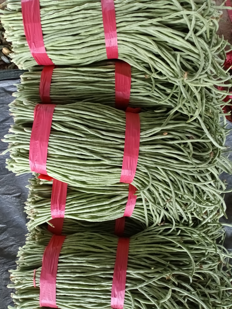 青条长豆角，产地一手货源。适合各大批发市场，超市，咸菜厂