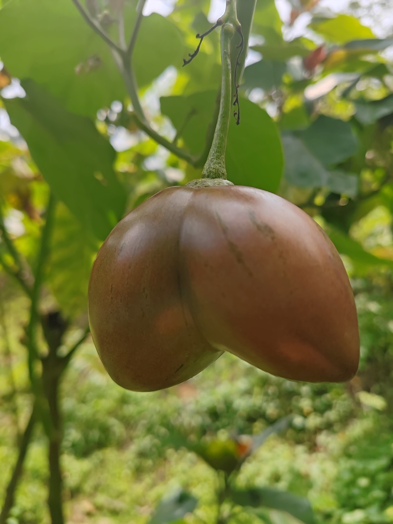 树番茄