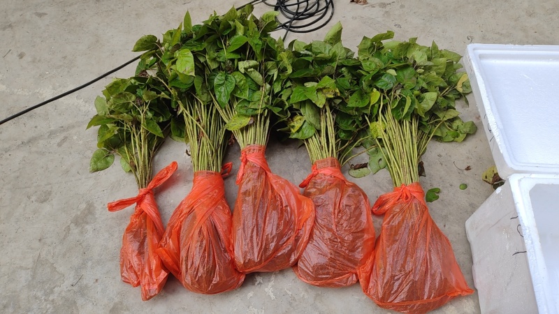 树番茄