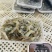 鲜活速冻小河虾青虾冷冻淡水虾规格齐全可定制包装