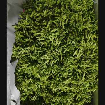 夜香花
