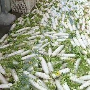 新上市湖北水洗白萝卜市场货加工厂货大量上市价格便宜