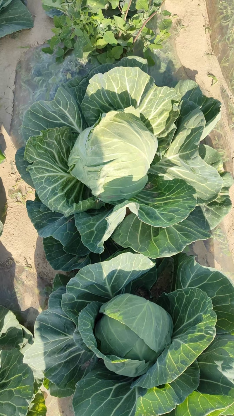 干兰个大颜色好量大有货