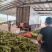 大量玉米上市，花糯676量大从优，产地直发