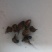 金沙牛，地牯牛，老倒虫药材，炒干