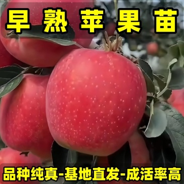 早熟苹果苗品种纯真树苗基地现起现发成活率高