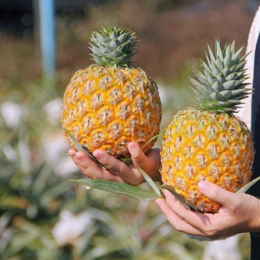 海南芒果凤梨树上自然成熟支持一件代发顺丰包邮