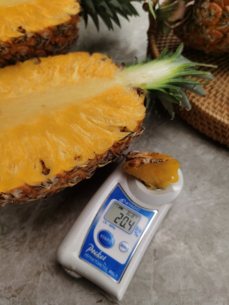 海南芒果凤梨树上自然成熟支持一件代发顺丰包邮