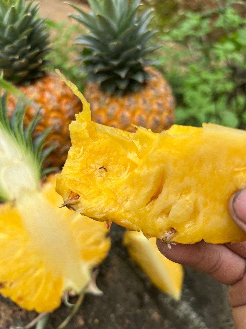 海南芒果凤梨树上自然成熟支持一件代发顺丰包邮