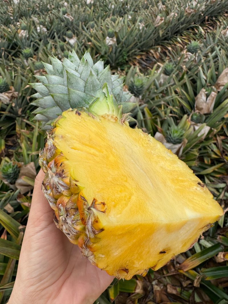 海南芒果凤梨树上自然成熟支持一件代发顺丰包邮