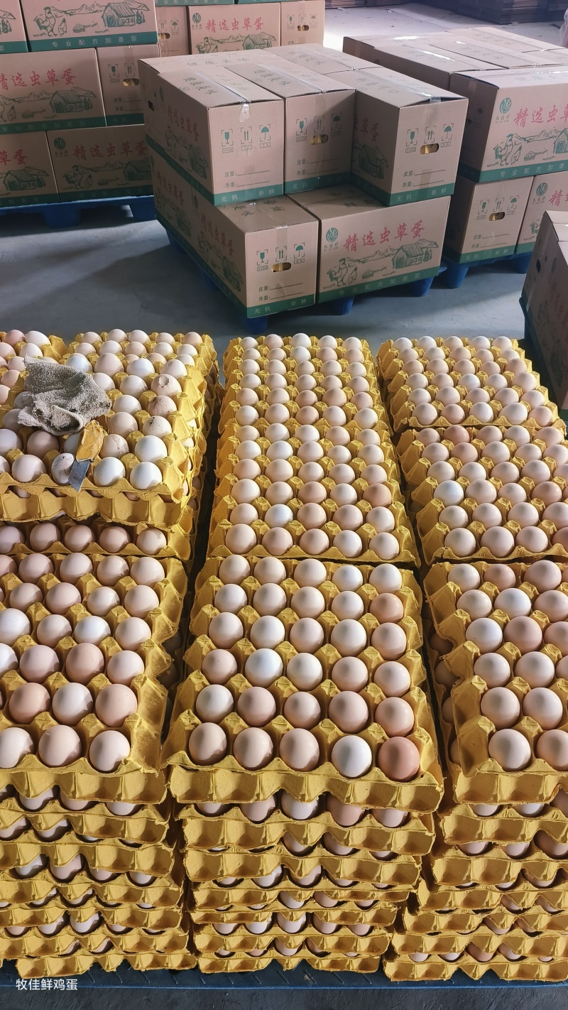 精品新农三，保无抗无破净重34斤左右双色到位农场直发