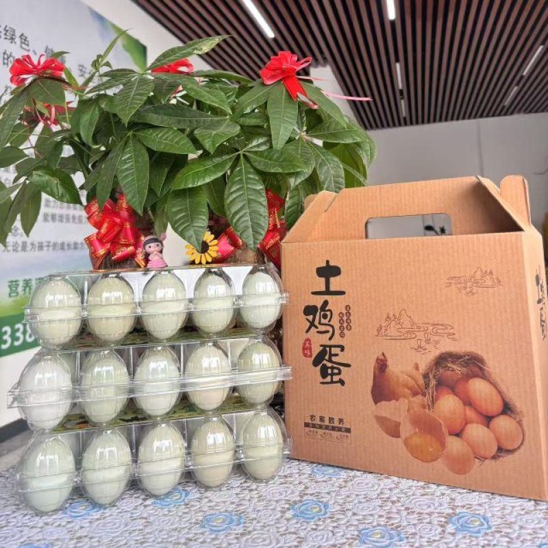 益生菌配合饲养，五黑鸡绿壳蛋
