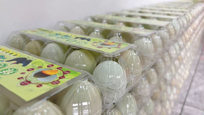 益生菌配合饲养，五黑鸡绿壳蛋
