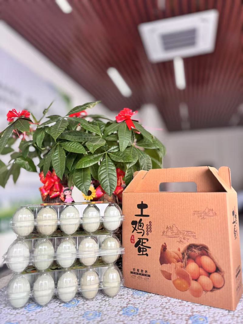 益生菌配合饲养，五黑鸡绿壳蛋