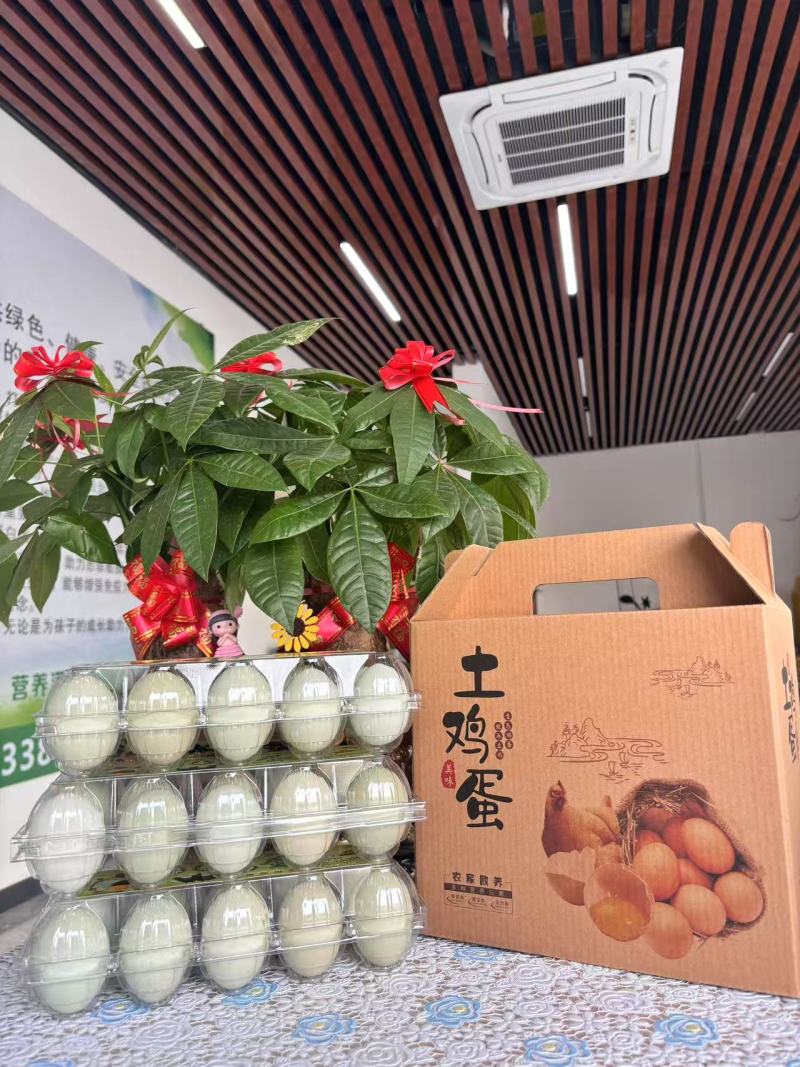 益生菌配合饲养，五黑鸡绿壳蛋