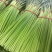 红帽蒜苔基地直发货源充足量大从优欢迎来电