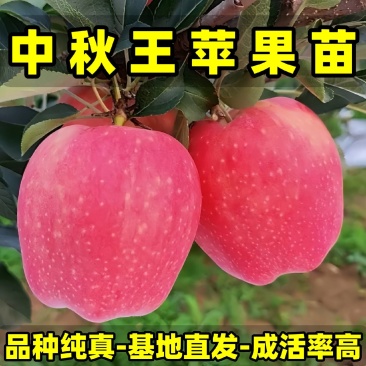 耐寒中秋王苹果苗品种纯真树苗基地现起现发成活率高