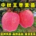 耐寒中秋王苹果苗品种纯真树苗基地现起现发成活率高
